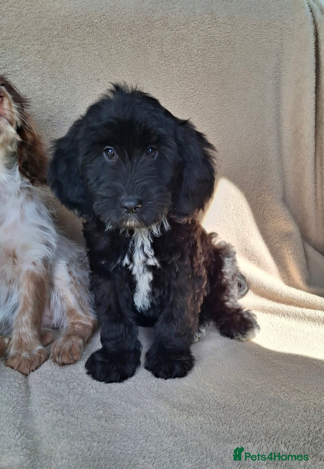 Cockapoo dogs for sale: Health tested show type cockapoo pups, fully vac.  - Image 2