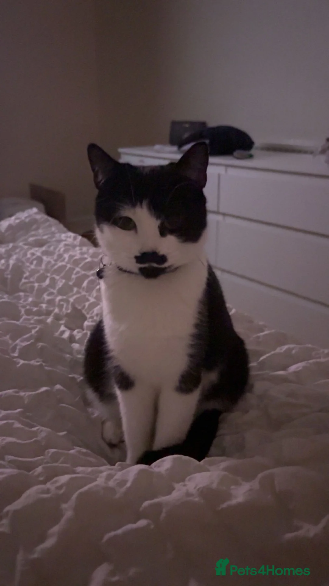 Domestic Shorthair cats for sale: four male kittens  in Birmingham - Advert 1