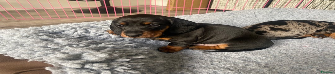 Miniature Dachshund Puppy 2