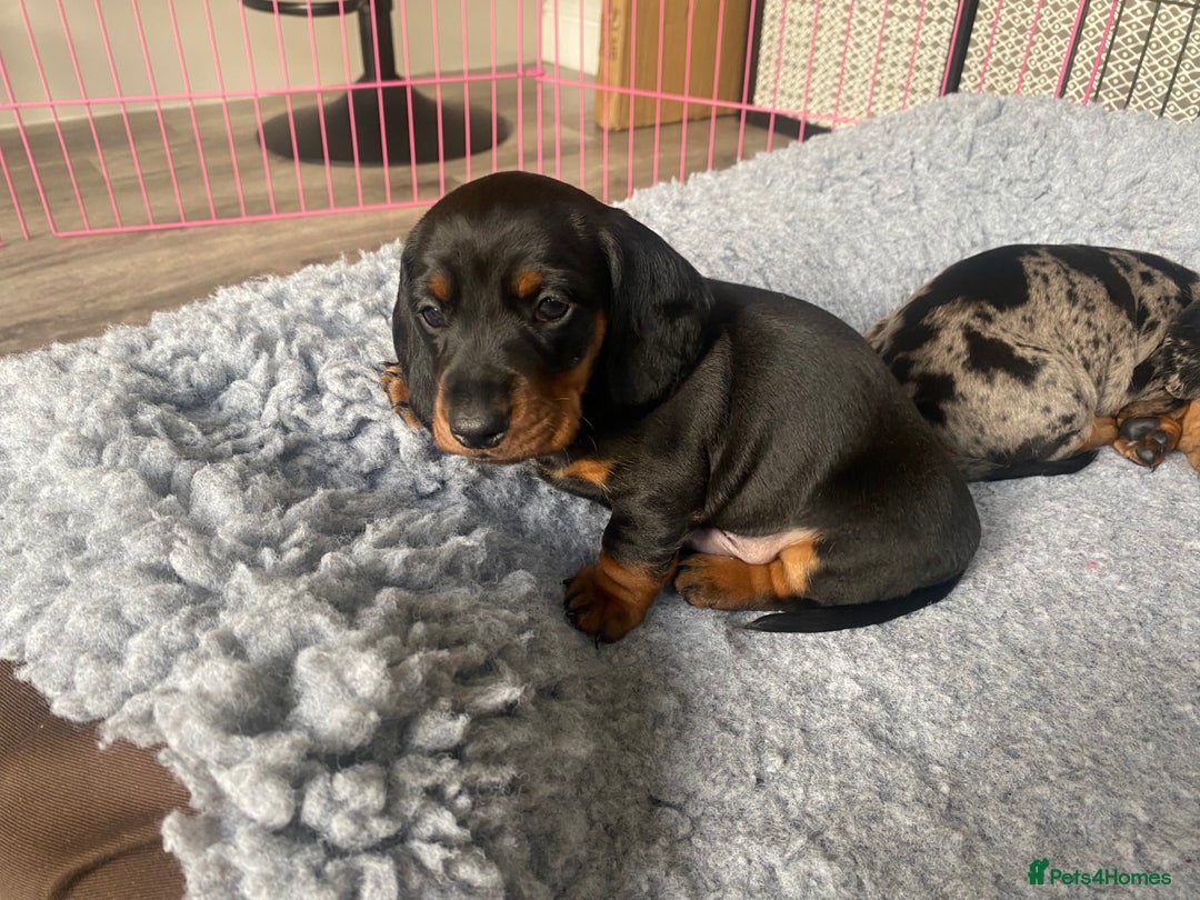Miniature Dachshund dogs for sale: Miniature Black and Tan Dapple Dachshunds - Image 10