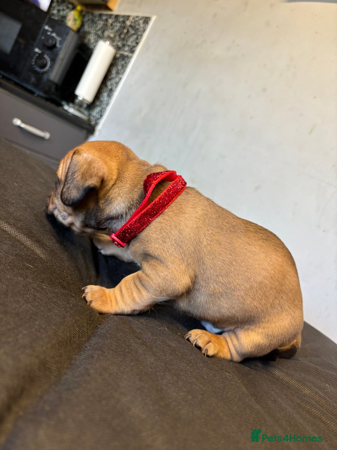 Mixed Breed dogs for sale: Dachshund cross Frenchbull dog (frenchbullwiner)p - Image 5