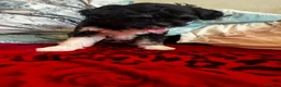 Malshi dogs for sale: Little Puppy - Advert 7