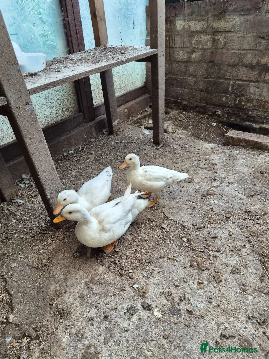 Ducks poultry for sale: 3 call ducks for sale £50 - Advert 2