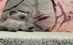 Ragdoll cats for sale: Cute ragdoll🌹🤎 - Image 17