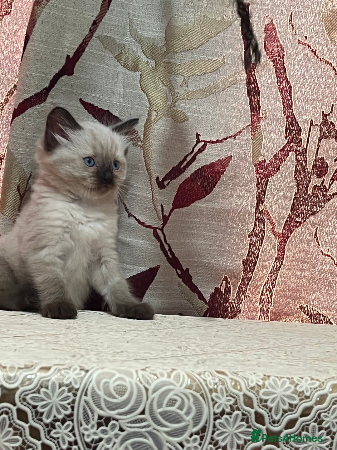 Ragdoll cats for sale: Cute ragdoll🌹🤎 - Image 17