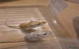 Gerbil rodents for sale: 2 gerbils with cage and a few items for sale - Image 11