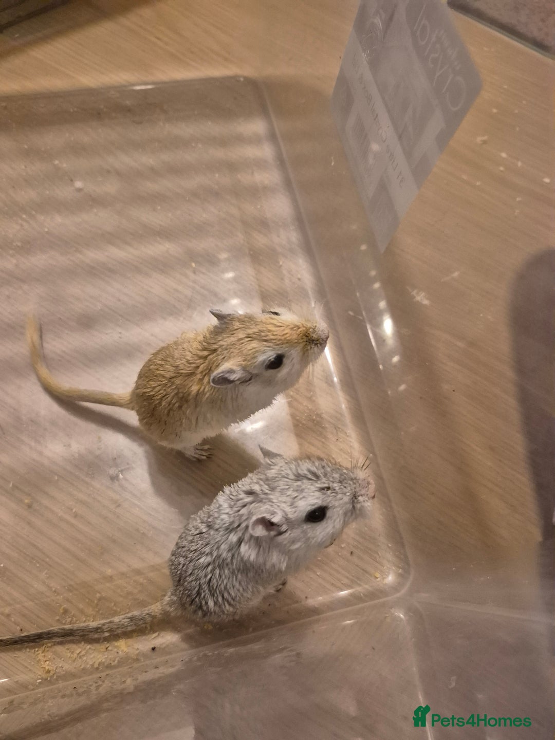 Gerbil rodents for sale: 2 gerbils with cage and a few items for sale - Image 11