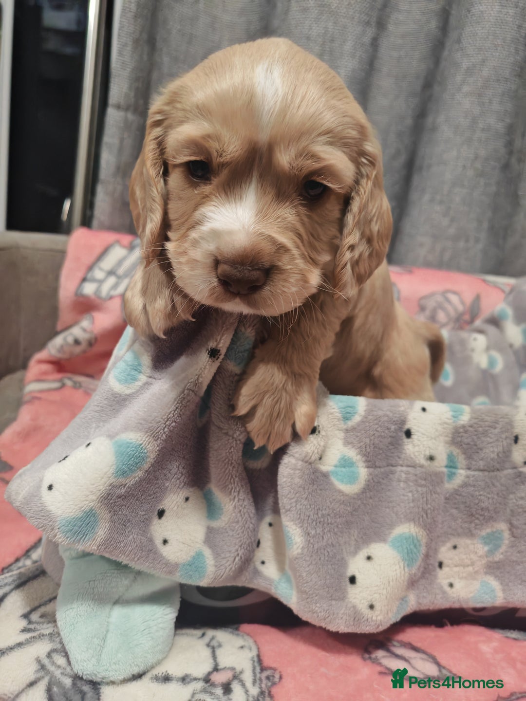 Cocker Spaniel dogs for sale: Pure Working Cocker Spaniel Puppies - Advert 5