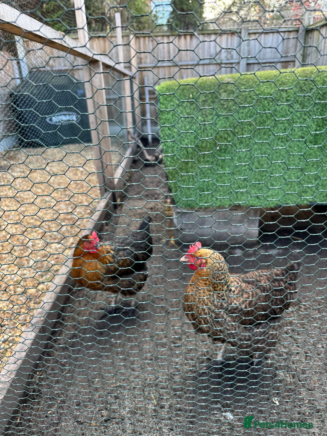 Chickens poultry for sale: Chickens for sale - Image 2