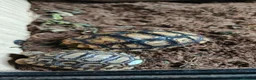 Tortoise reptiles for sale: Leopard spotted Tortoises  - Advert 2
