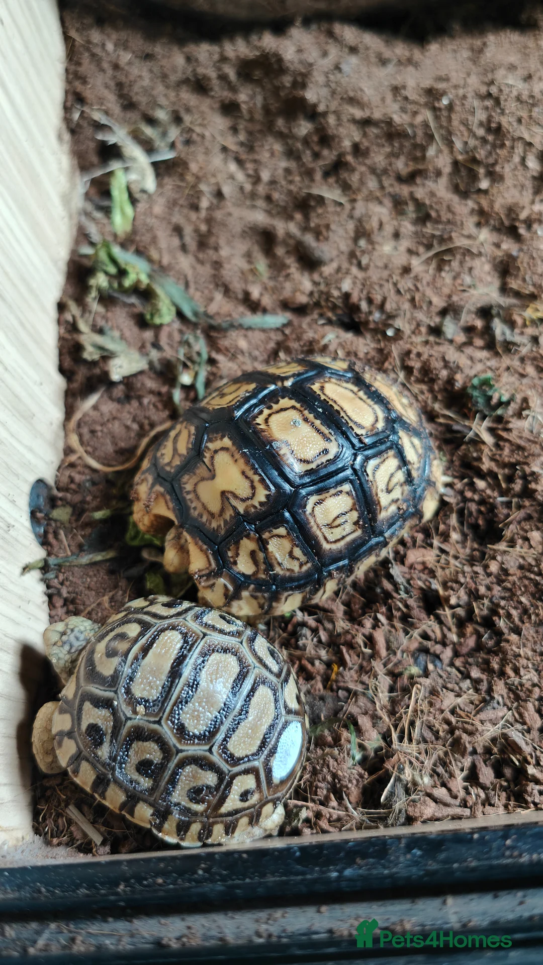 Tortoise reptiles for sale: Leopard spotted Tortoises  - Advert 2