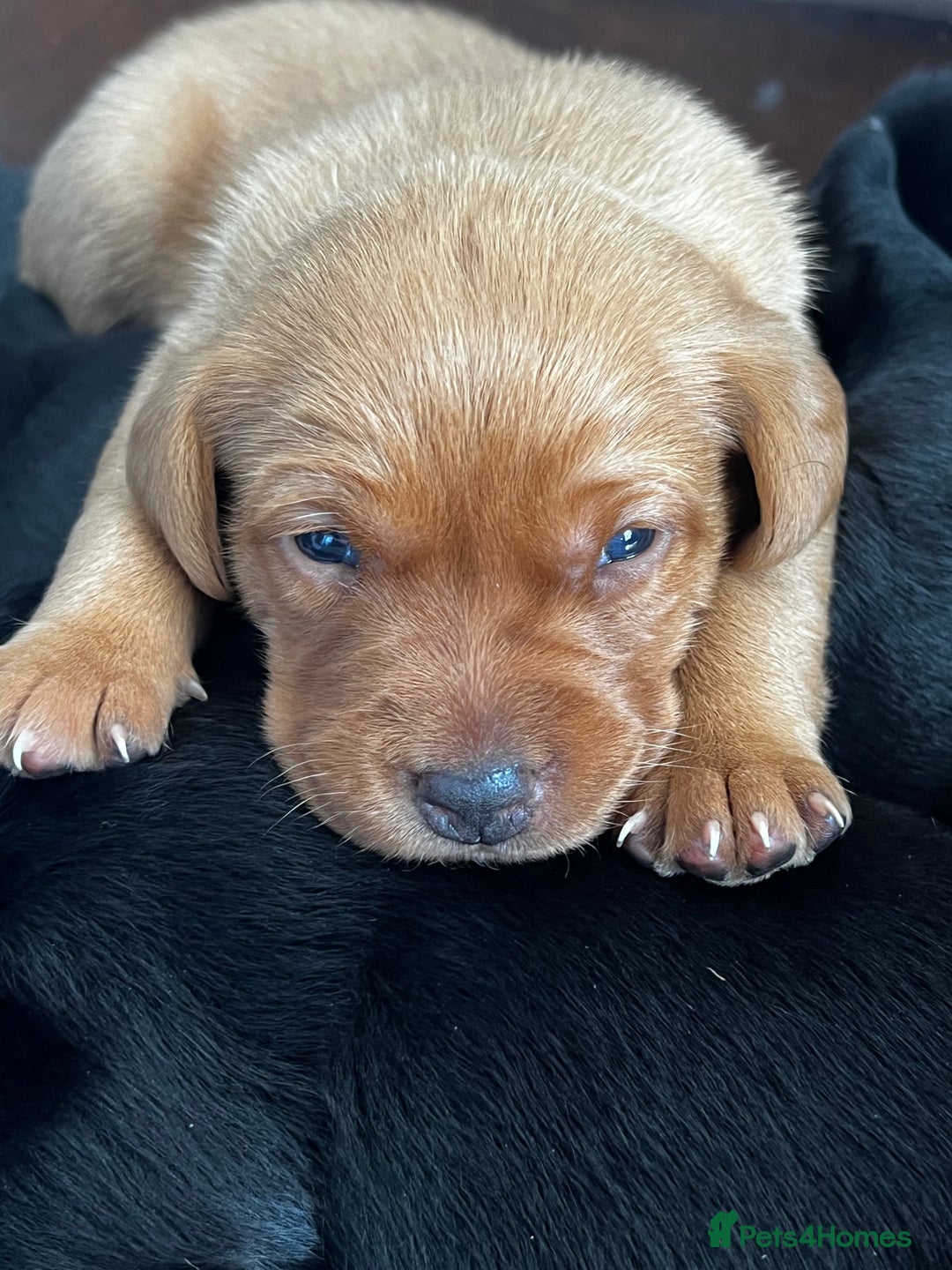 Labrador Retriever dogs for sale: Litter Of 9 Beautiful Black and Fox Red Puppies - Image 4
