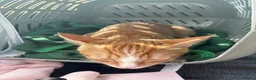 Mixed Breed cats for sale: Fluffy Ginger and White Female Kitten - Advert 5