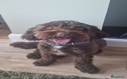 Cockapoo dogs for stud: F1 cockapoo for stud - Image 1