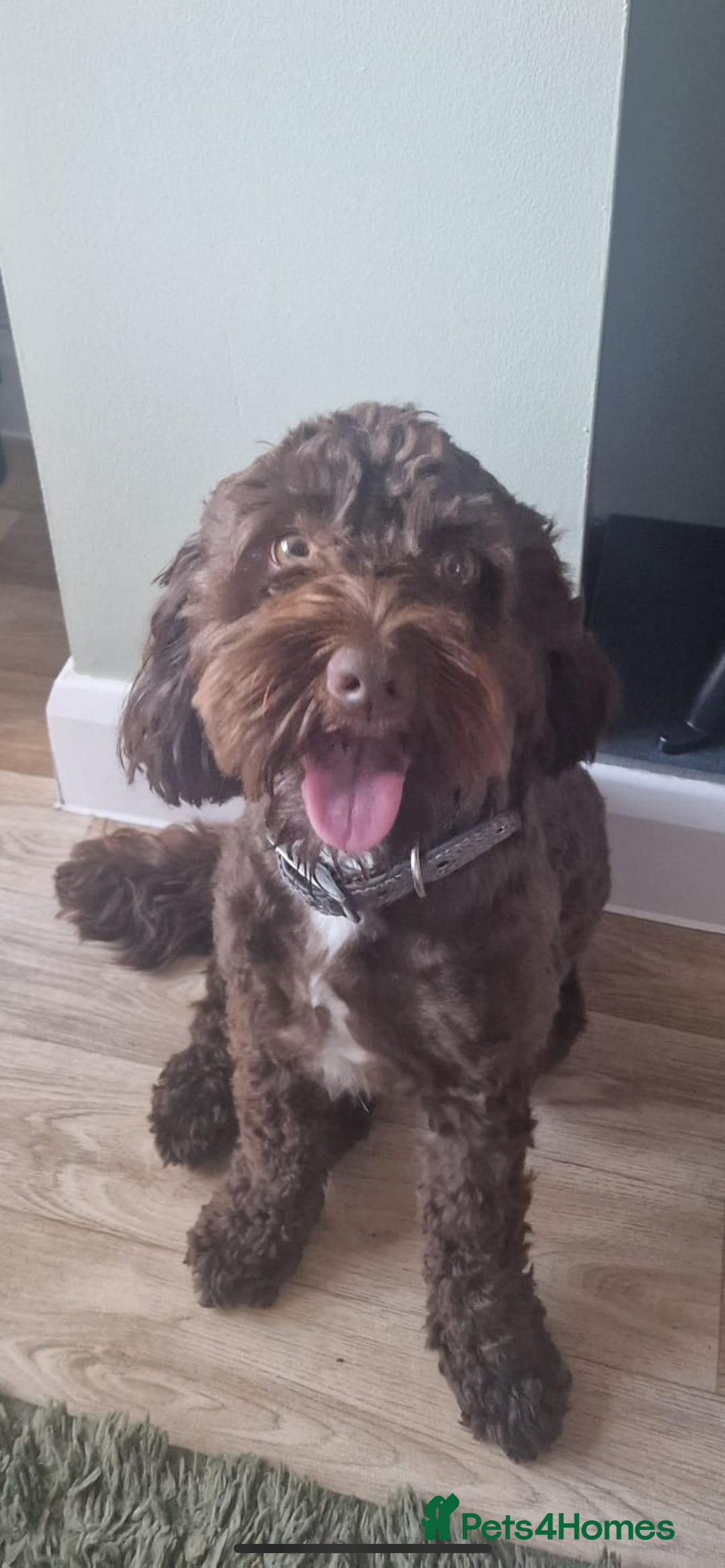 Cockapoo dogs for stud: F1 cockapoo for stud - Image 1