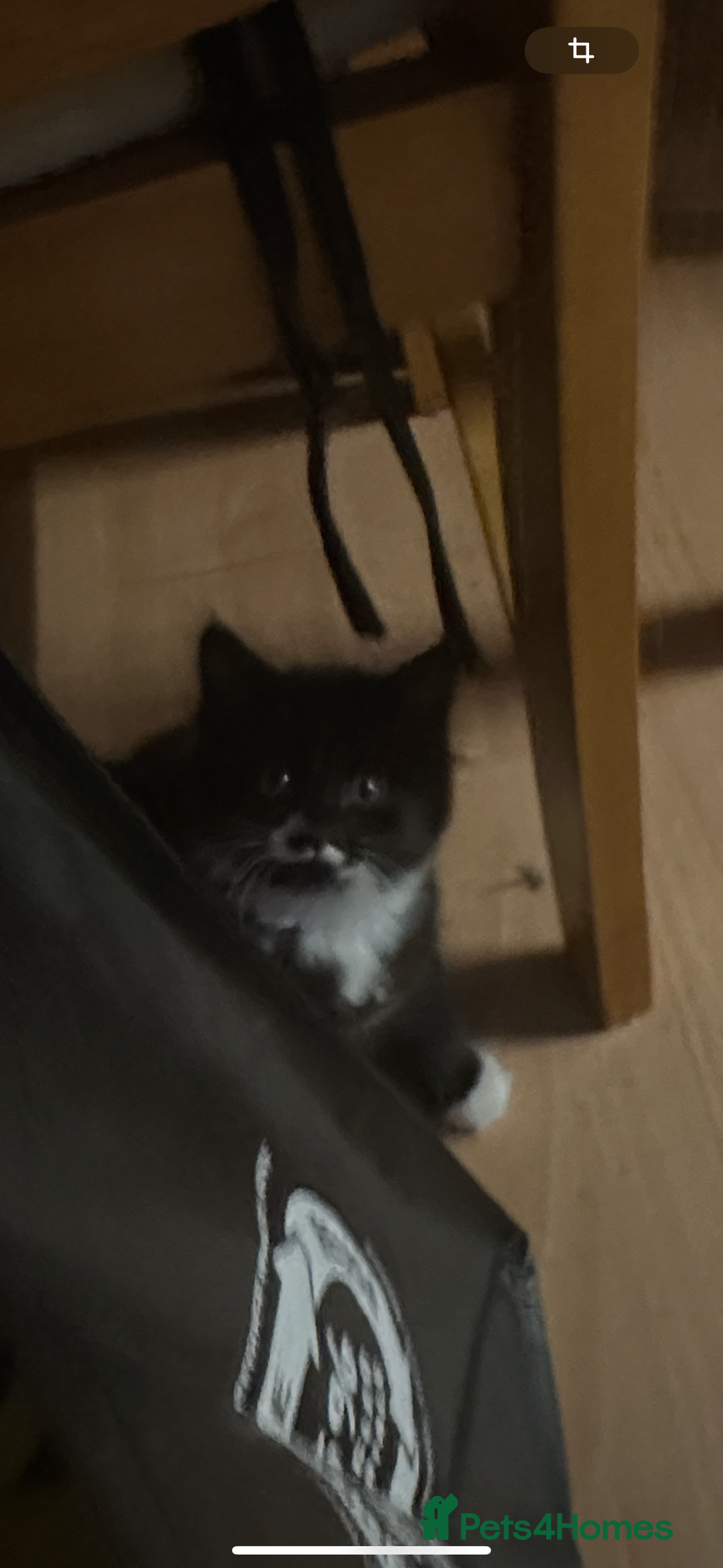 Mixed Breed cats for sale: Kitens  - Image 1