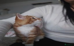 Domestic Shorthair cats for sale: Kittens looking for forever home 🧡🤎🧡 - Image 6