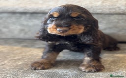 Cocker Spaniel dogs for sale: BEAUTIFUL SHOW TYPE COCKER SPANIELS  - Image 27