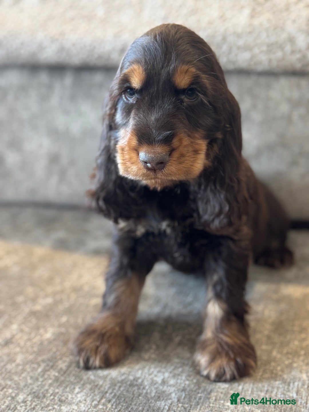 Cocker Spaniel dogs for sale: BEAUTIFUL SHOW TYPE COCKER SPANIELS  - Image 27