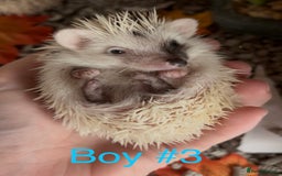Pygmy Hedgehog rodents for sale: Male and female Pygmy hedgehogs ready to reserve - Image 10