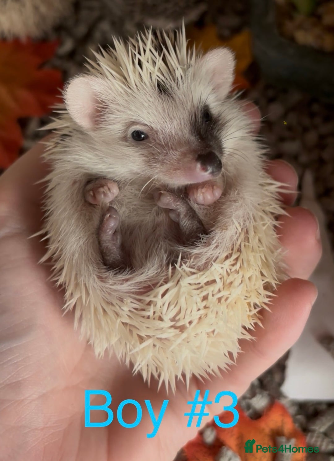 Pygmy Hedgehog rodents for sale: Male and female Pygmy hedgehogs ready to reserve - Image 10