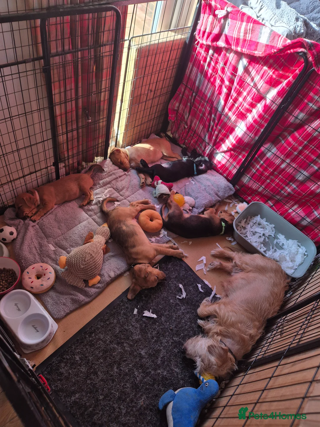 Patterjack dogs for sale: Patterjack puppies 10 weeks old - Advert 2