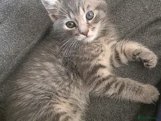 Mixed Breed cats GREY MIXED TABBY - only red boy left - Advert 3