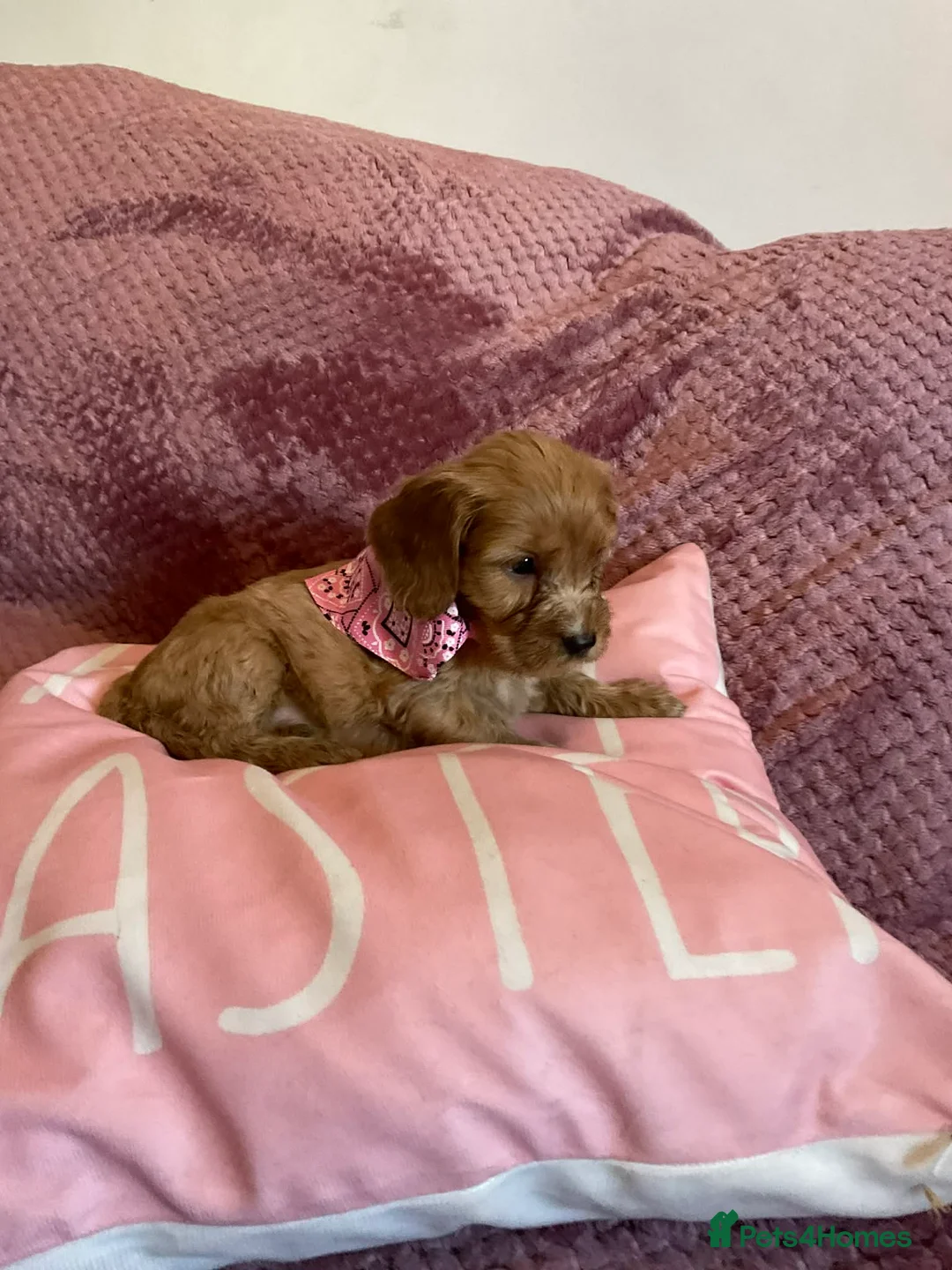 Cockapoo dogs for sale: 8 COCKAPOO PUPPIES 6 GIRLS 2 BOYS READY NOW - Advert 6