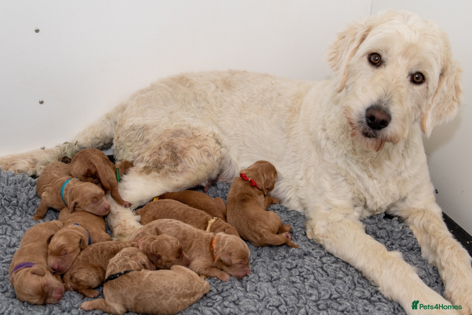 Mini Goldendoodle dogs Mini Goldendoodle Waiting List  - Advert 1