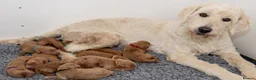 Mini Goldendoodle dogs for sale: Mini Goldendoodle Waiting List  - Advert 1