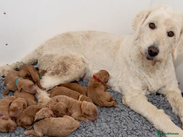 Mini Goldendoodle dogs Mini Goldendoodle Waiting List - Advert 1