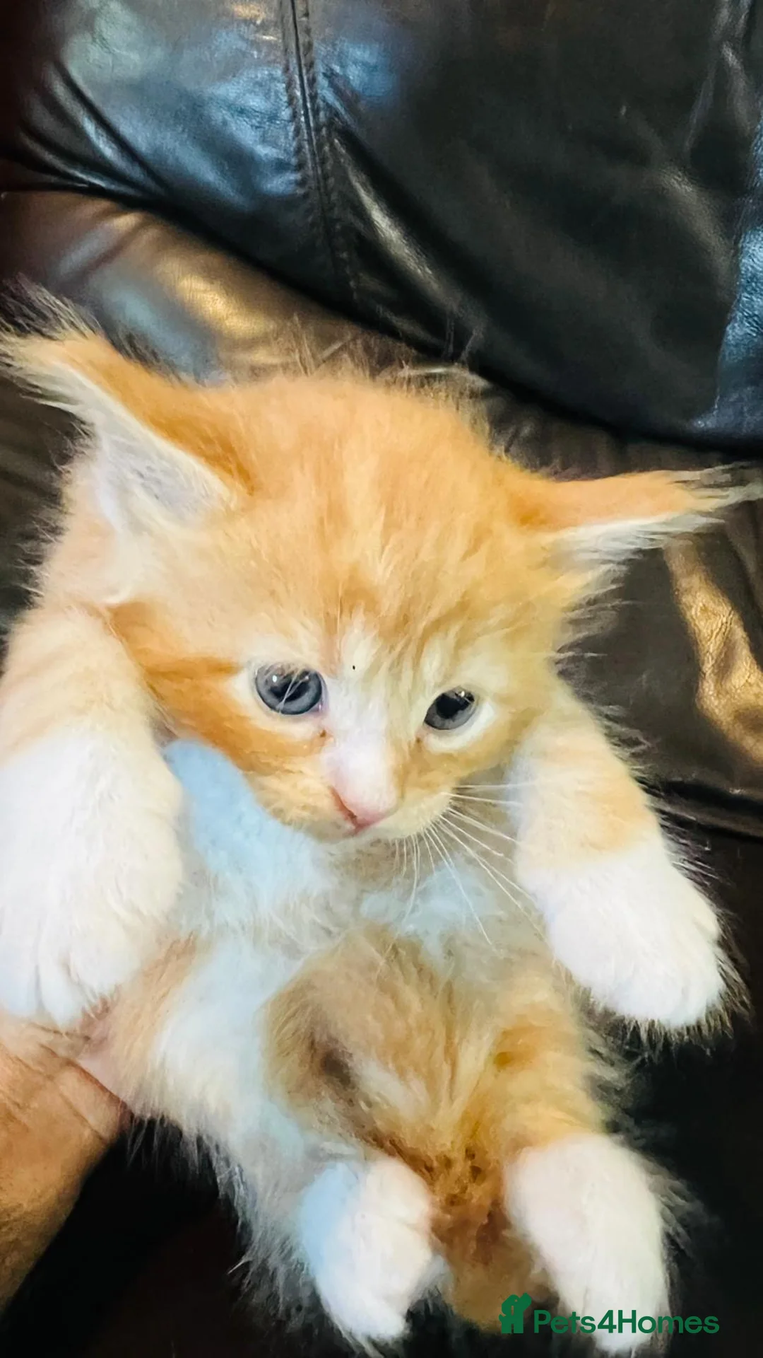 Mixed Breed cats for sale: Mainecoon cross - Advert 15