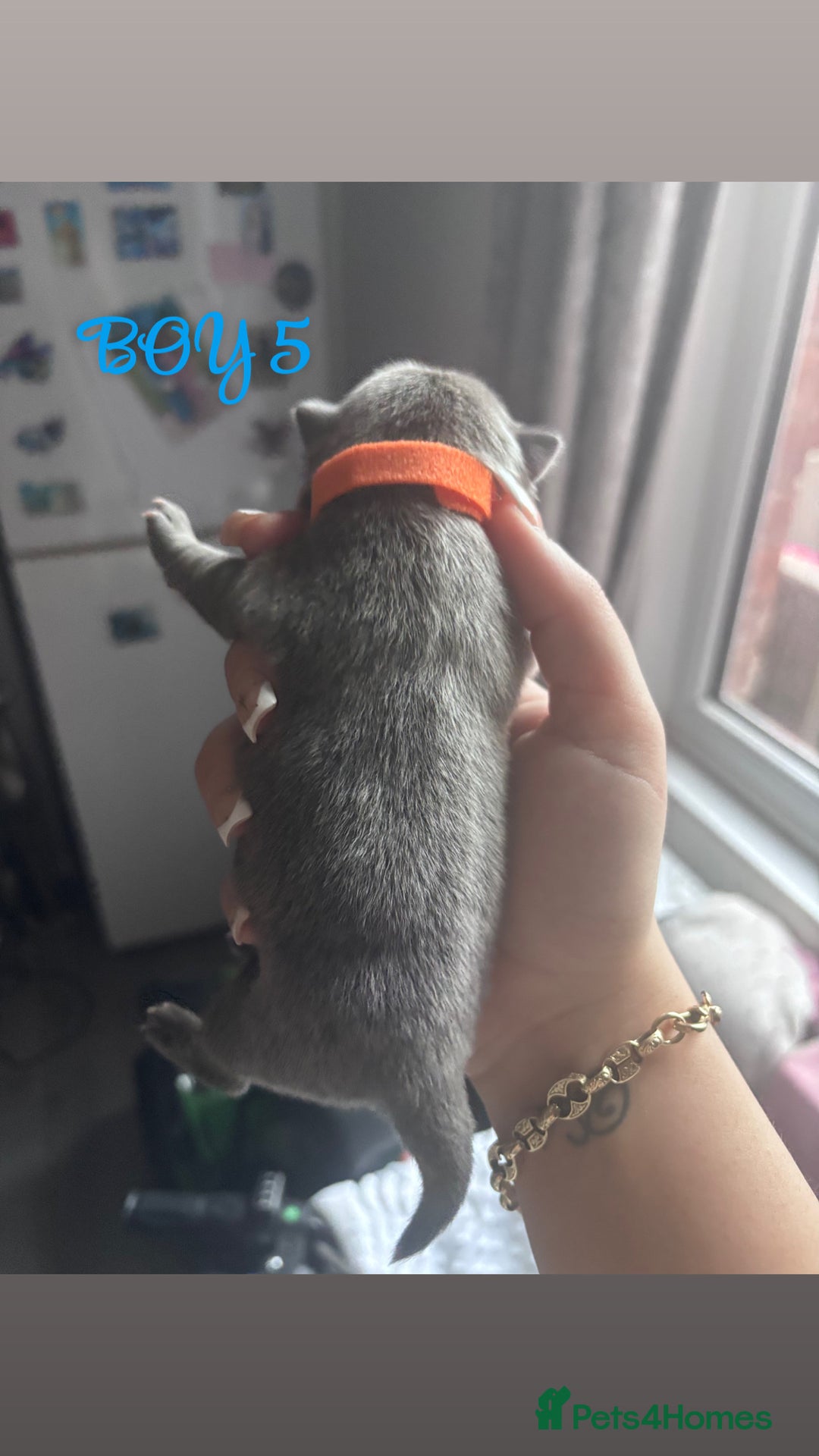 Mixed Breed dogs for sale: Chowpom puppies - Advert 19