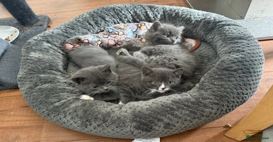 British Shorthair cats - Advert 1