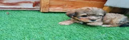 Yorkiepoo dogs for sale: Yorkepoo Male and Female very miniature breed - Advert 4