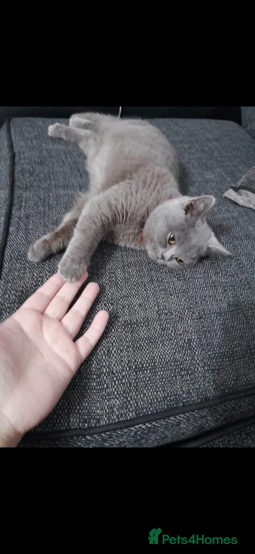 British Shorthair cats for sale: Sweet kitten needs a home. - Image 1
