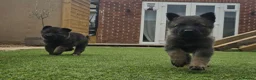 German Shepherd dogs for sale: KC registered German shepherd puppies  - Advert 15