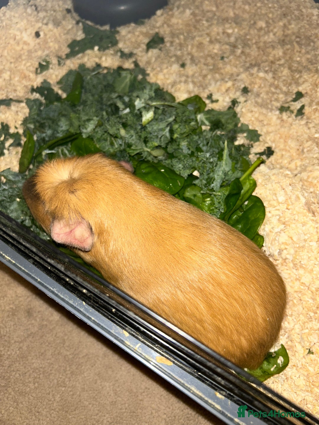 Guinea Pig rodents for sale: Female guinea pigs  - Image 2