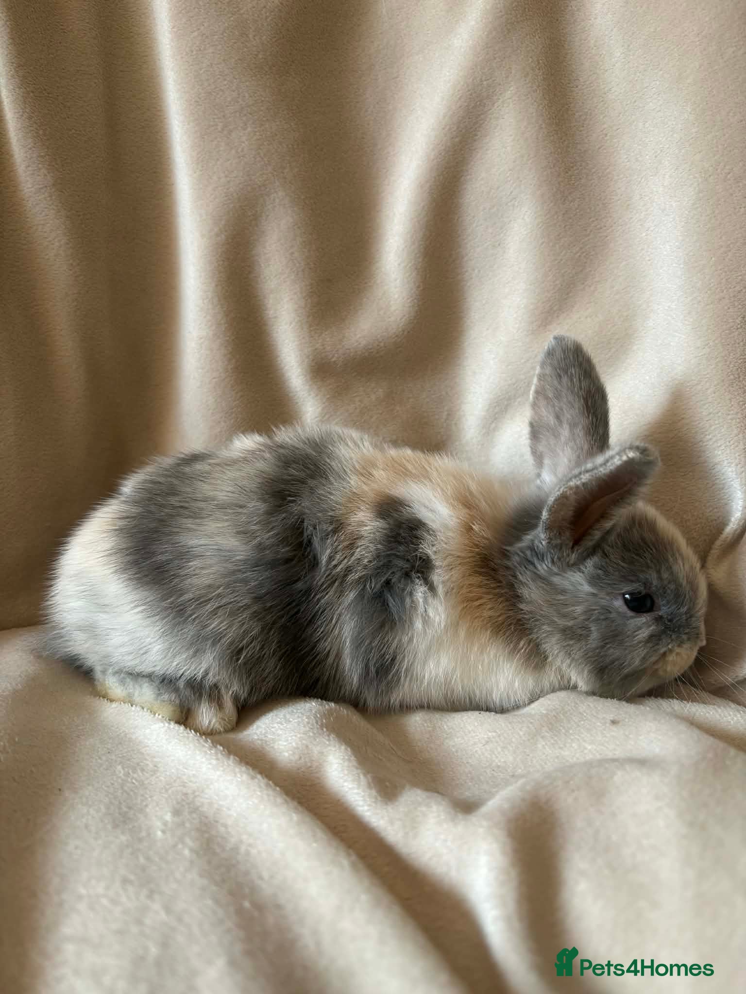 Mini Lop rabbits Mini lop baby rabbits  - Advert 1