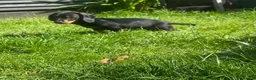 Dachshund dogs for sale: SOLD  - Advert 10