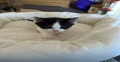 Mixed Breed cats - Advert 3