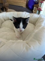 Mixed Breed cats - Advert 9