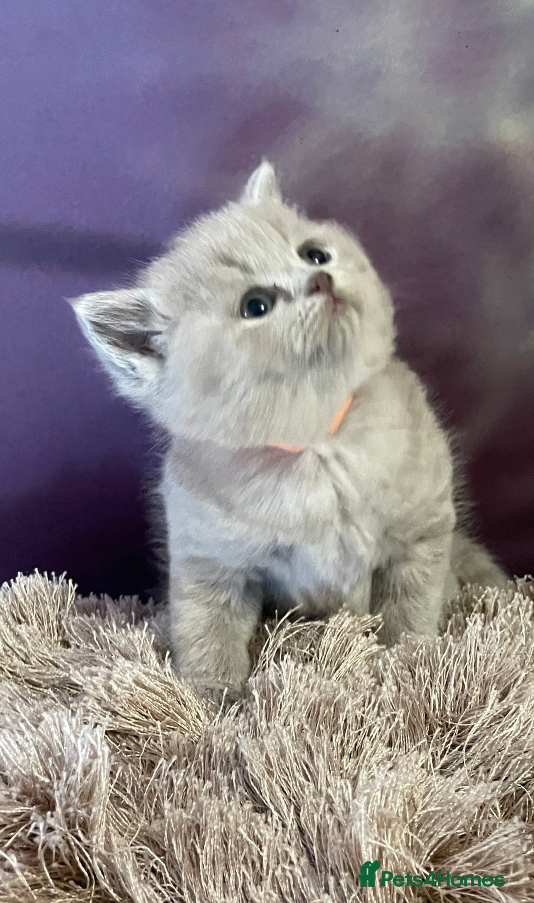 British Shorthair cats for sale: Champion Sired GCCF British Shorthair Kittens - Image 1