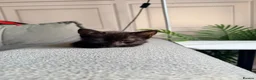 American Shorthair cats for sale: Cute black and grey kittens  in Northampton - Advert 31