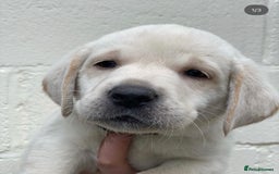Labrador Retriever dogs for sale: BEAUTUFUL CHUNKY CHARCOAL & CHAMPAGNE LABS - Image 10