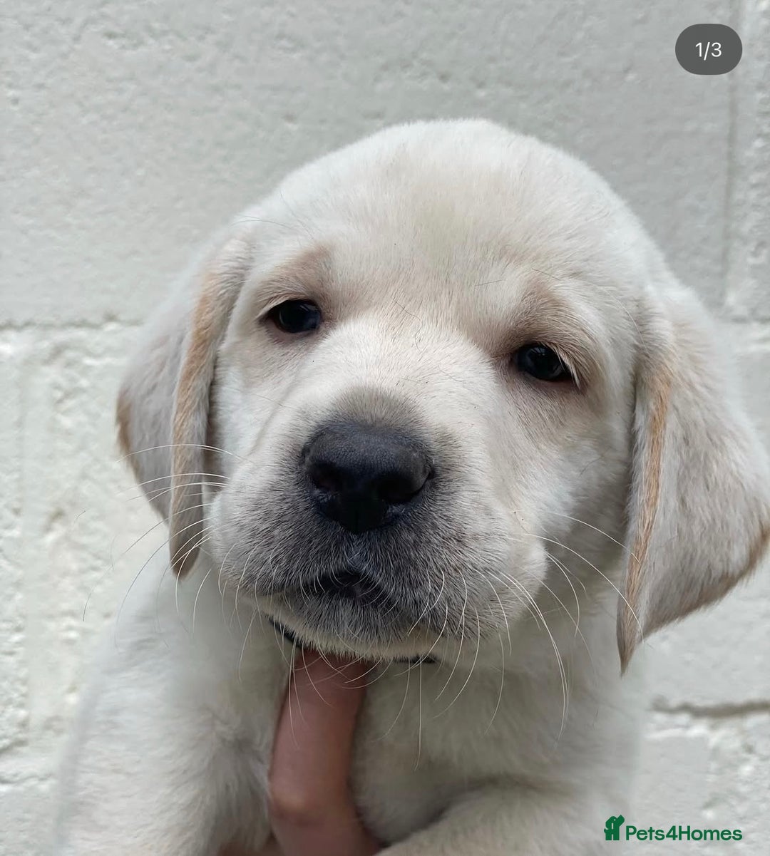 Labrador Retriever dogs for sale: BEAUTUFUL CHUNKY CHARCOAL & CHAMPAGNE LABS - Image 10