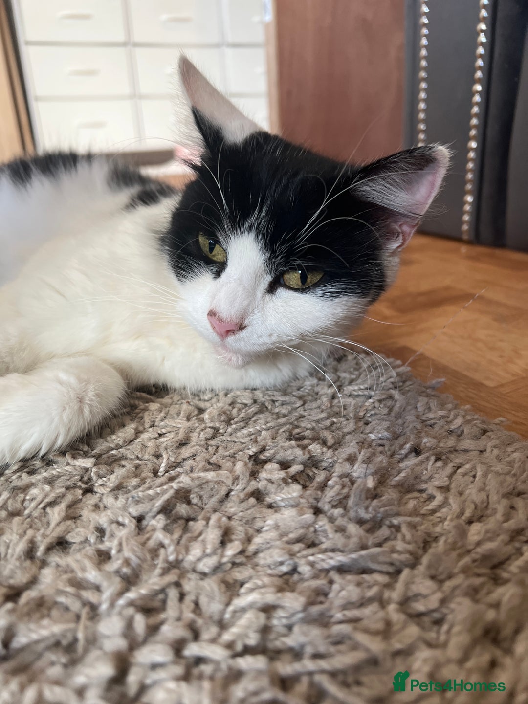 Mixed Breed cats for sale: 3 female kittens (ready to go)  - Advert 2