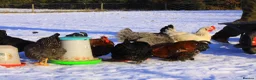 Chickens poultry for sale: Stolen Flock PLEASE HELP RARE BANTAMS  - Advert 10