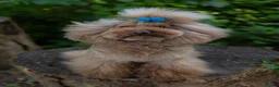 Toy Poodle dogs for stud: Stud Dog Available – Rufus "Magic Bashful Prince"  - Advert 5
