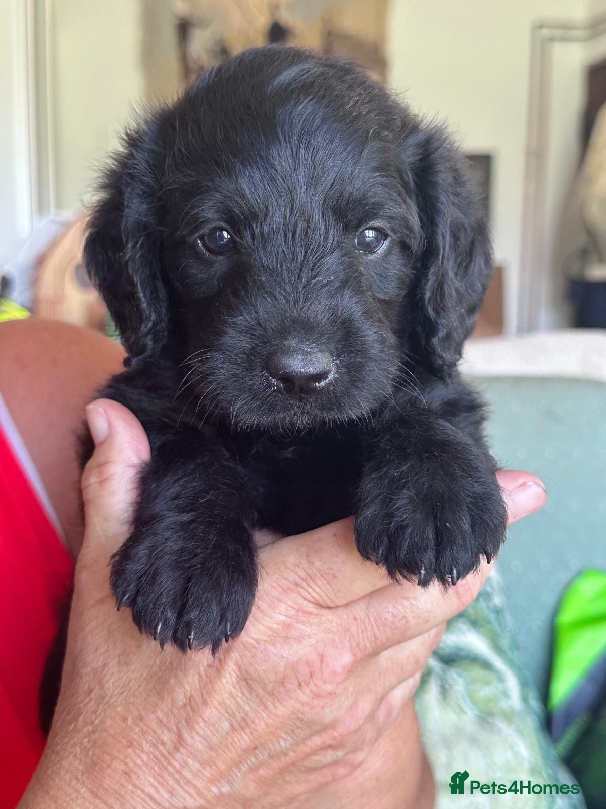 Labradoodle dogs Beautiful happy labradoodle puppies Ready 15.07.26 - Advert 2